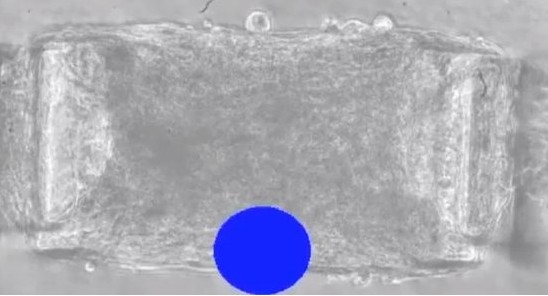 实验室光感远程刺激肌肉组织可作为打造“生物融合体”机器人潜在技术