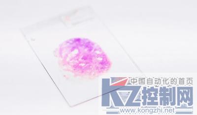 切片上的病理组织样品.jpg